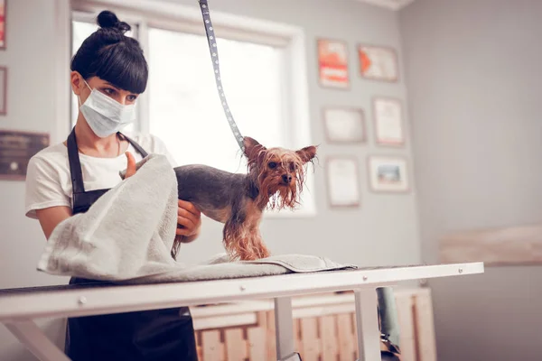 Женщина в маске и фартуке сушит симпатичную собаку после стирки — стоковое фото