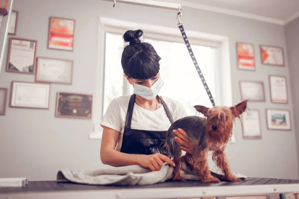 Женщина сушит собаку полотенцем после бритья и стирки — стоковое фото