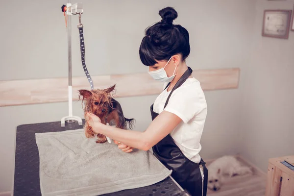 Visão superior do trabalhador cuidando do cão após a lavagem — Fotografia de Stock