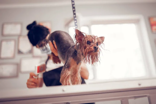 Schattig donker-eyed hond gevoel heilig terwijl werknemer grooming hem — Stockfoto