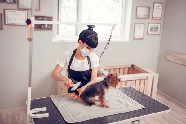 Femme portant un masque et tablier brossant chien après le lavage — Photo