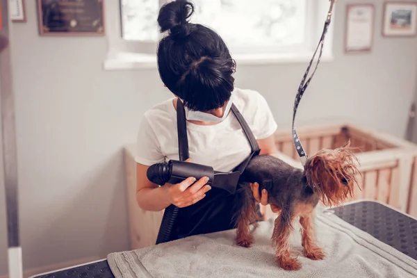 Dunkelhaarige Frau benutzt Föhn nach Hundewaschen — Stockfoto