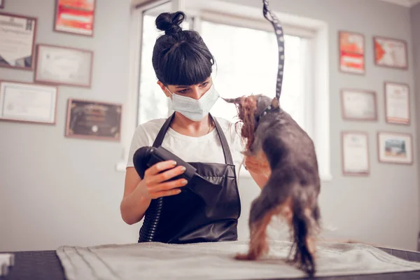 Mujer secado perro después de lavar usando secador de pelo — Foto de Stock