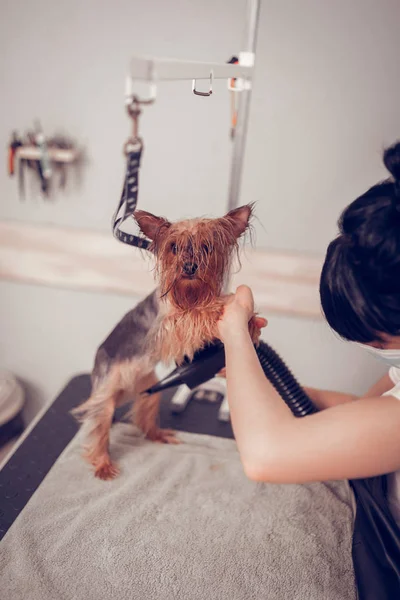 Bakım salonu nun koyu saçlı işçisi sevimli küçük köpek kurutma — Stok fotoğraf