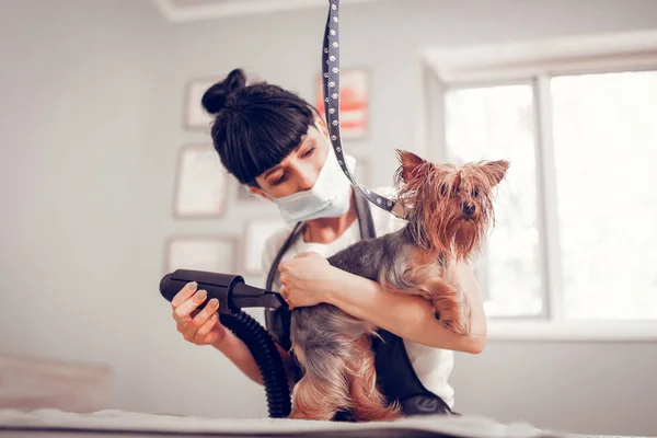 Donna dai capelli scuri che tiene e asciuga il cagnolino carino — Foto Stock