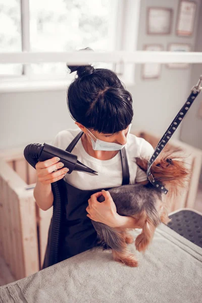 Kvinna klädd i mask titta på hund och använda fön — Stockfoto