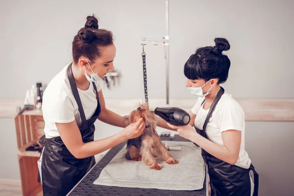 Damat salonunda çalışan iki kadın küçük köpeği kurutmak — Stok fotoğraf