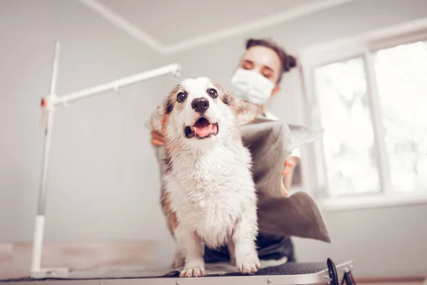 Cute white dog opening mouth after shaving and washing — Stock Photo, Image