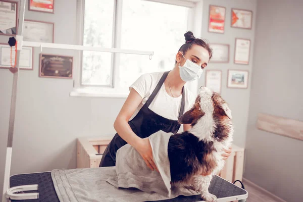 Mujer de cabello oscuro con máscara secado perro después de lavarlo — Foto de Stock