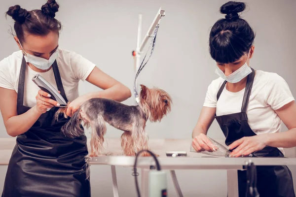 Women wearing uniform shaving and taking care of cute dog — Stock Photo, Image