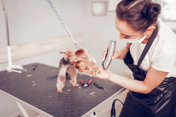 Donkerharige vrouw dragen masker verzorgen van nagels voor hond — Stockfoto