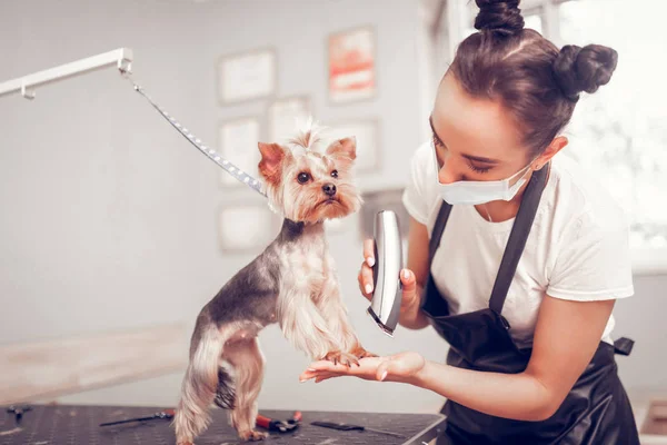 Εργαζόμενος της καλλωπισμού Κομμωτήριο φροντίδα του χαριτωμένο μικρό σκυλί — Φωτογραφία Αρχείου