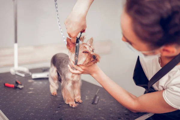 Trabajador experimentado de salón de aseo corte de pelo lindo perro — Foto de Stock