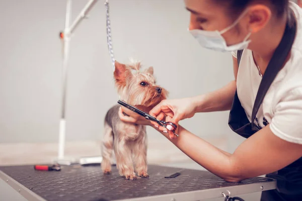 Mujer usando máscara y delantal corte de pelo para perro lindo — Foto de Stock