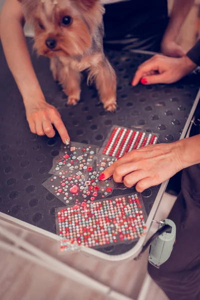 Vue du dessus du propriétaire du chien avec des ongles rouges choisissant des accessoires pour chien — Photo