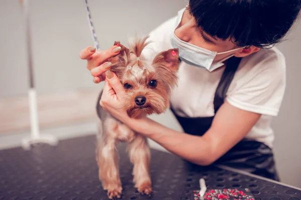 Donkerharige werknemer putting sommige glanzende stickers op hond — Stockfoto