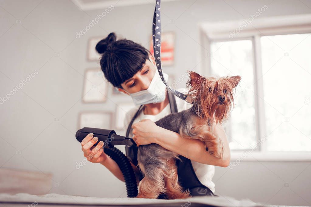Dark-haired woman holding and drying cute little dog
