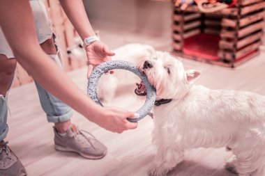 Oynamak için köpek yüzük veren güzel spor ayakkabı giyen kadın