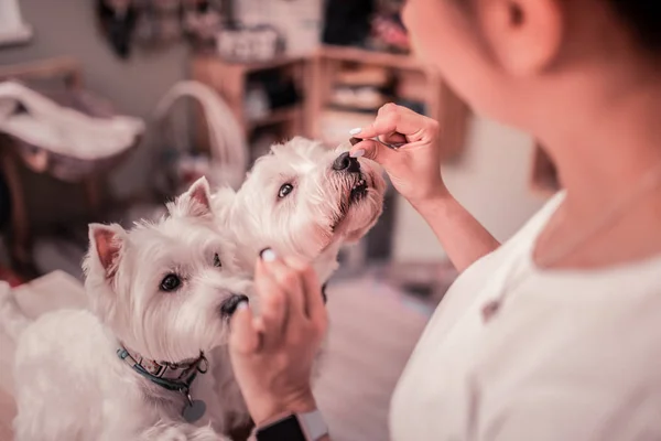 Vrouw liefdevolle huisdieren sterk voeden haar schattige witte honden — Stockfoto