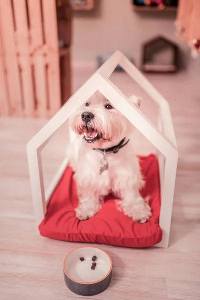 Niedliche dunkeläugige flauschige Hund sitzt in kleinen Holzhaus — Stockfoto