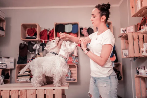 Junge Frau in Jeans füttert ihre süßen flauschigen Hunde — Stockfoto
