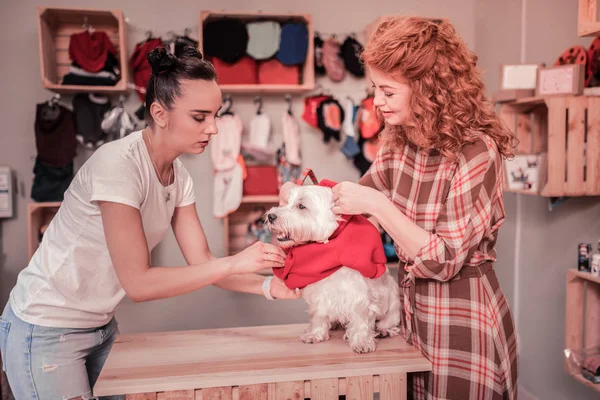 Shop assistant of pet shop helping woman to put clothing on