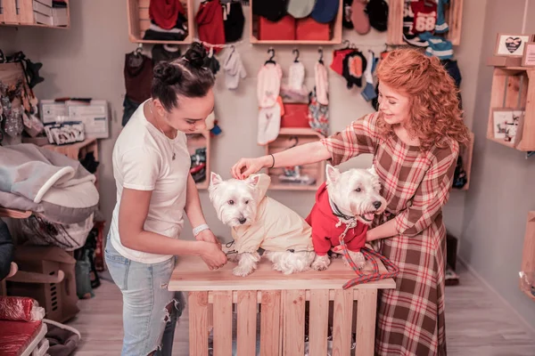 Vista superior de dos amigos eligiendo ropa para sus perros lindos —  Fotos de Stock