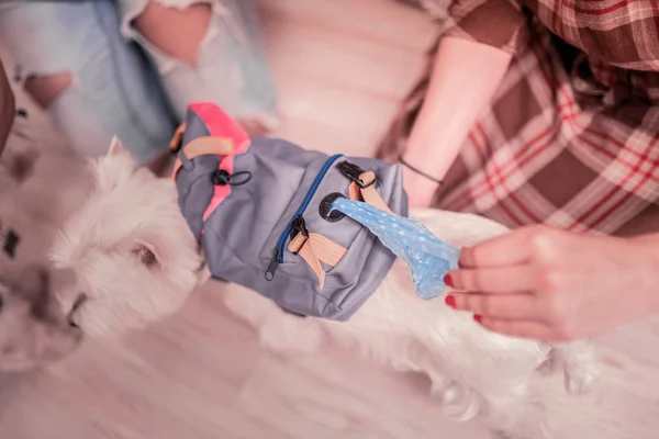 Vue du dessus de la femme possédant un chien blanc prenant petit sac — Photo