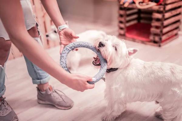 Wanita memakai sepatu bagus memberi cincin anjing untuk bermain — Stok Foto