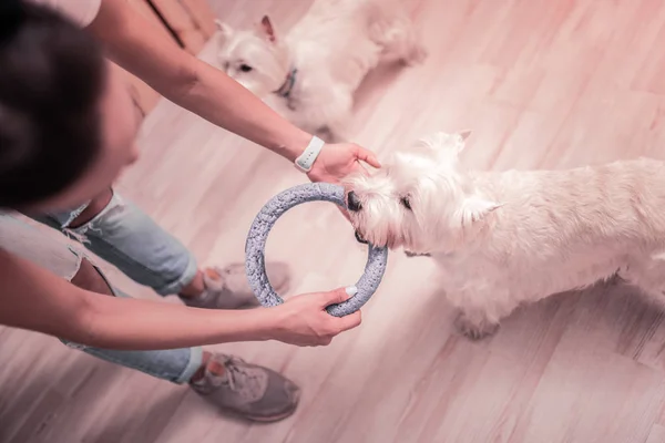 Mujer sosteniendo anillo mientras juega con blanco perro esponjoso —  Fotos de Stock