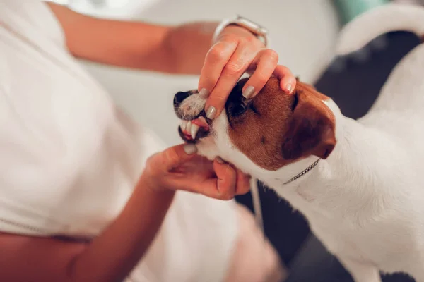 Närbild av vet kontrollera tänderna i söta lilla hunden — Stockfoto