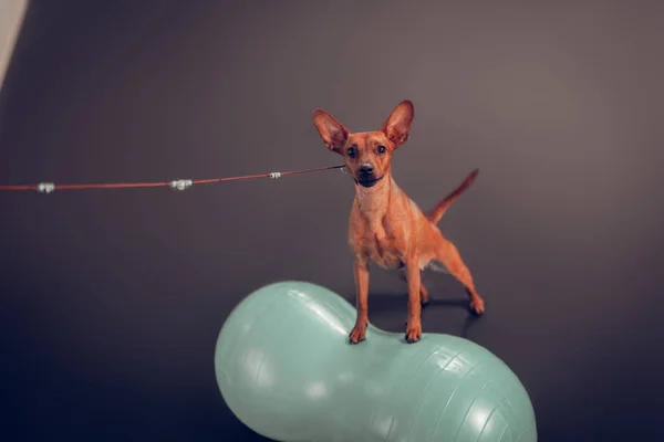 Primo piano di simpatico cagnolino marrone in piedi sulla palla fitness — Foto Stock
