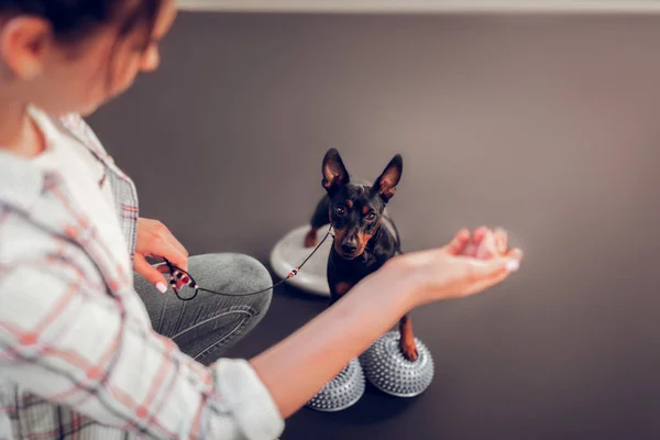 Draufsicht auf niedlichen kleinen schwarzen Hund, der Besitzer mit Speck anschaut — Stockfoto