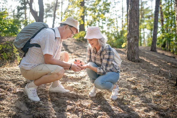 Pareja caminando y reuniendo strobili en el bosque —  Fotos de Stock