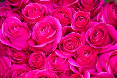 Pembe gül çiçeklerinin arka planı, yapılar, tasarımlar. Çiçekçilik, tarım.