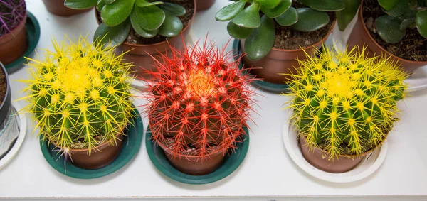 Mix Colored Cacti Gruzoni Species Lat Echinocactus Grusonii Yellow Red — Stock Photo, Image