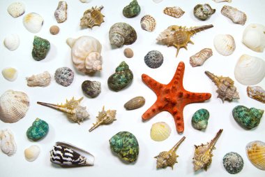 Çeşitli şekillerde deniz yıldızı kabuklu deniz canlıları. Beyaz bir arka planda izole edilmiş kırmızı yeşil sarı, deniz dünyası, fauna deniz okyanusu..