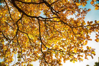 Parlak sonbahar sarı ve yeşil meşe yaprakları güneşte dallar üzerinde mavi gökyüzüne karşı, yapı, tasarım.