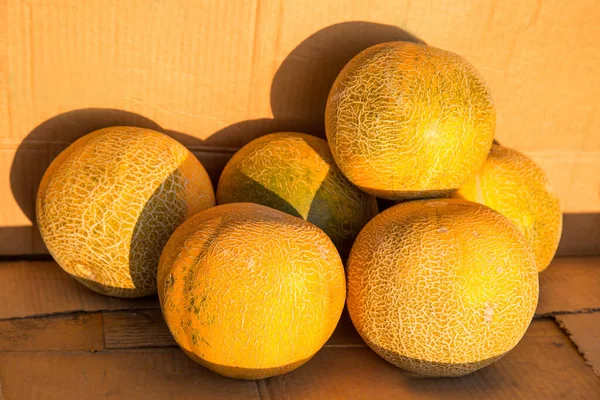 Melons Kolkhoznitsa Variety Yellow Color Beautiful Grid Pattern Located Bulk — Stock Photo, Image