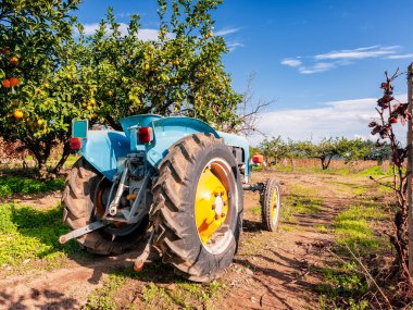 Görüntü alanları yetiştirmek için eski bir traktör. Narenciye ağaçları ve sarmaşıklar arasında fotoğrafı