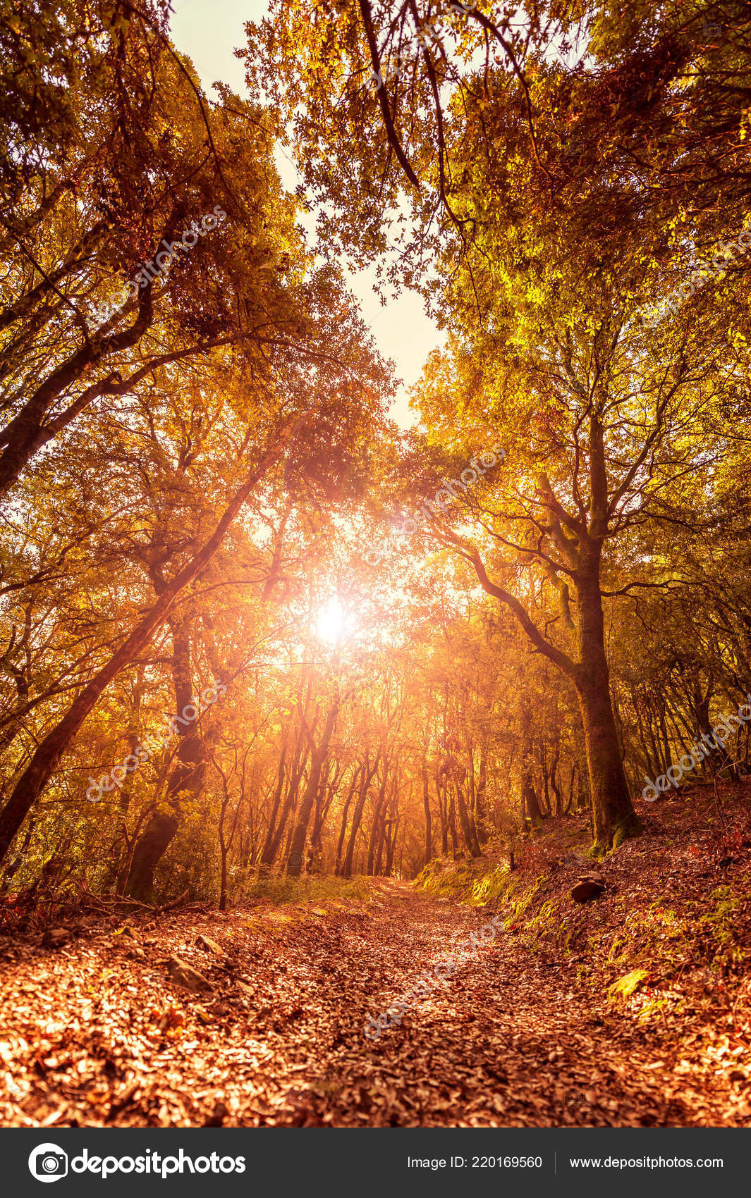 Hermosa Puesta Sol Sendero Dentro Bosque Robles Otoño Con Los — Foto de  stock #220169560 © francescomoufotografo, image size:1065x1700