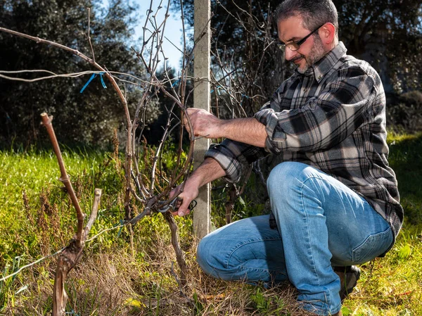 Caucasian wine grower at work engaged in pruning the vine with professional scissors. Traditional agriculture.