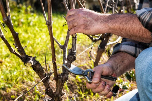 Close up of the hands of a Caucasian wine grower  at work, engaged in pruning the vine with professional scissors. Traditional agriculture.