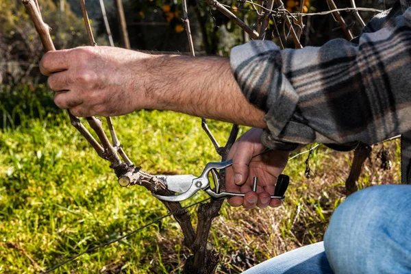 Close up of the hands of a Caucasian wine grower  at work, engaged in pruning the vine with professional scissors. Traditional agriculture.