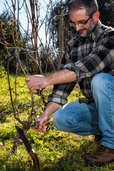 Caucasian wine grower at work engaged in pruning the vine with professional scissors. Traditional agriculture.