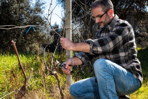 Caucasian wine grower at work engaged in pruning the vine with professional scissors. Traditional agriculture.