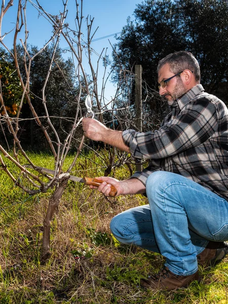 Caucasian wine grower at work engaged in the pruning of the vine with professional scissors and with the manual saw. Traditional agriculture.