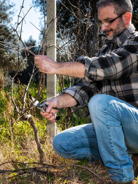 Caucasian wine grower at work engaged in pruning the vine with professional scissors. Traditional agriculture.