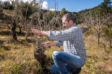 Eski bir bağ içinde İşte beyaz çiftçi profesyonel makasla asma budama gerçekleştirir. Geleneksel tarım.