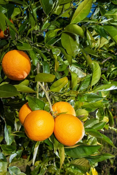 Branch Orange Tree Loaded Juicy Ripe Fruits Organic Cultivation Field — Stock Photo, Image